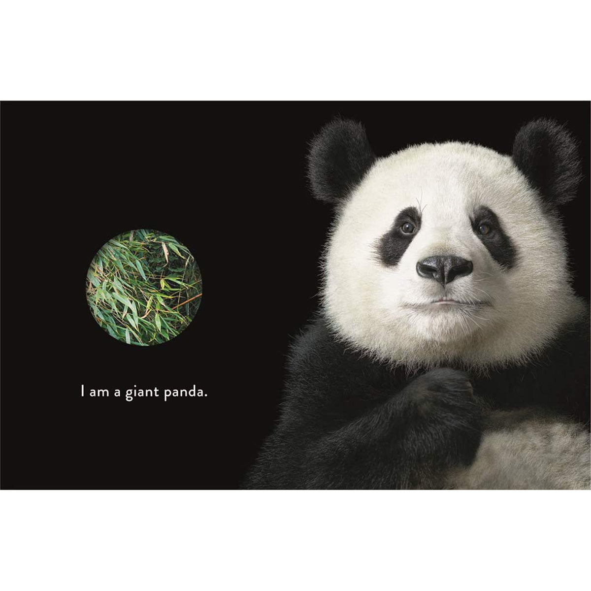 Who Am I?: Peek-Through Book of Endangered Animals